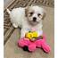 Maltipoo Puppies For Sale  Ocala FL 324166 Petzlover