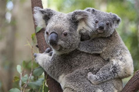 Koala Joey On Mothers Back Australia Photograph By Suzi Eszterhas Pixels