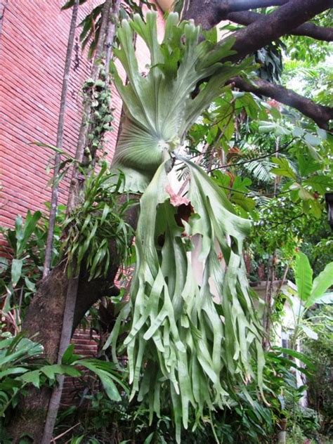 Blair brown blair is the content marketing manager at fastgrowingtrees.com, and though she's not your traditional gardener, the planting world is definitely growing on her (pun intended!). OUR PHILIPPINE TREES: The Other Native Staghorn