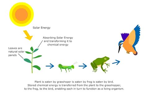 Food chains in an ecosystem, numerous interactions between organisms result in a flow of energy and cycling of matter. Undestanding and Examples of Food Chain - EducatioN