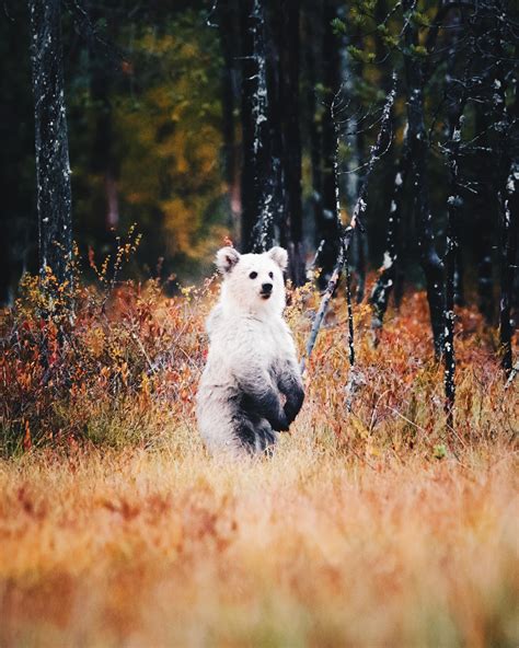 Rare White Bear Cub Photographed In Finland Rpics
