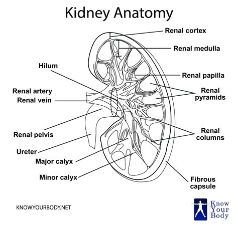 Skeleton ribs | skeletons | rib cage | human anatomy | black and white | art print. Kidney - Location, Function, Anatomy, Diagram and FAQs