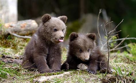 Two Cute Little Bear Cubs Hardcoreaww