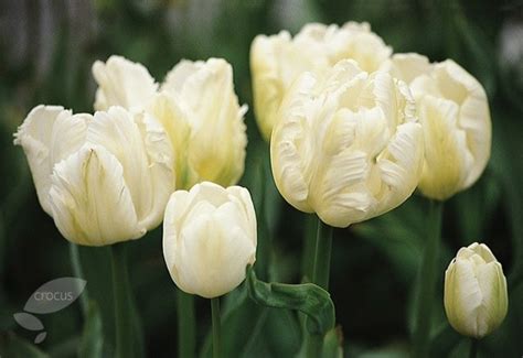Buy Parrot Tulip Bulbs Tulipa White Parrot £249 Delivery By Crocus