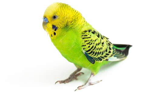 Premium Photo Close Up Of A Budgerigar Parakeet