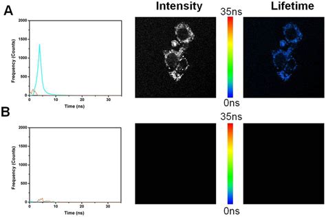 Fluorescence Lifetime Imaging Flim Of The 4t1 Endothelial Cell