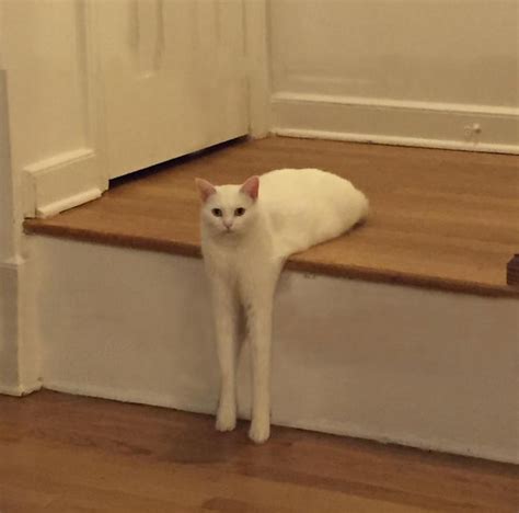 The Internet Had Its Way With A Photo Of A Cat Sitting Awkwardly