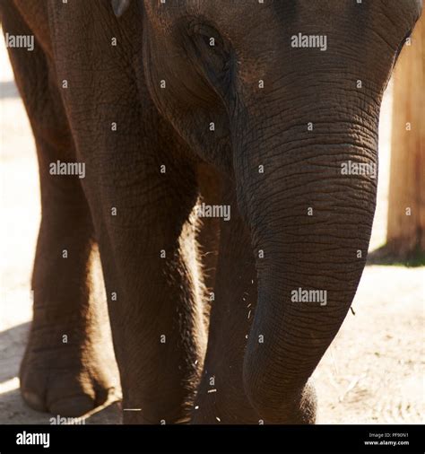Elephants At The Melbourne Zoo Stock Photo Alamy