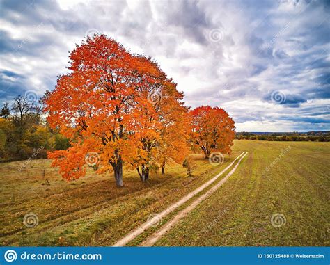 Fall Season Weather Cloudy Sky Red Maples Trees Agriculture Field And