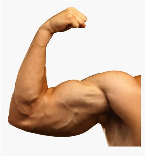 Will flexing muscles make you bigger? Muscle Png Image - Muscular Arm Transparent, Png Download ...