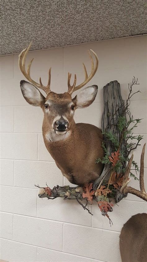 12 Pt With Habitat Deer Mount Ideas Taxidermy Hunting Room