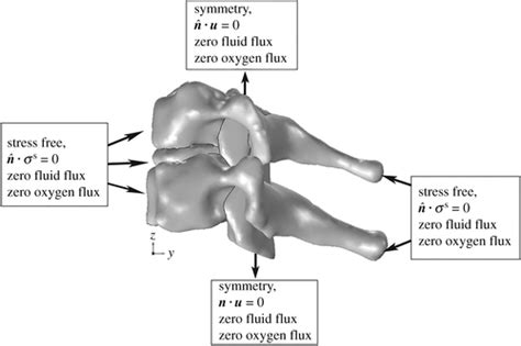 Biomechanical Modelling Of Spinal Tumour Anisotropic Growth