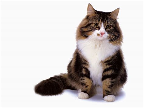 Jlm Scans Cat Breed Norwegian Forest Cat Brown Classic Tabby And