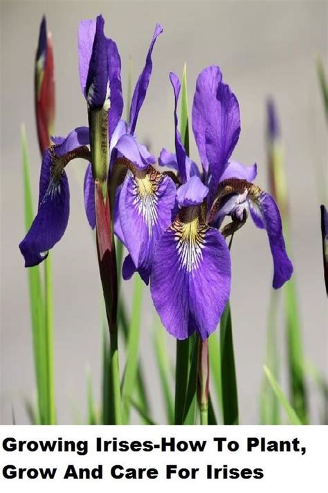 Growing Irises How To Plant Grow And Care For Irises In 2020 Growing