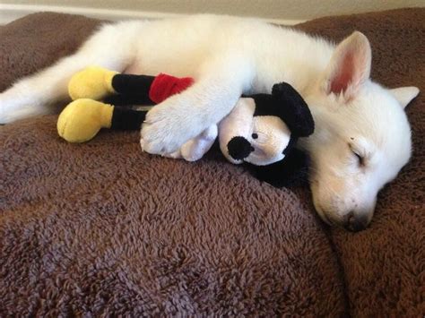 Use the search tool below and browse adoptable. Cute Emergency ‏@Cute Emergency White German Shepherd ...