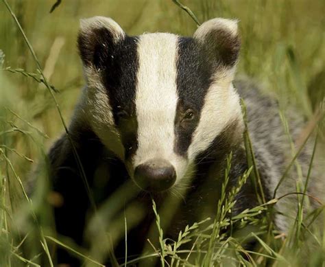 Badger Blame Game Culling Zones To Be Extended In England