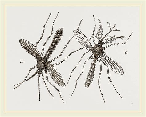 Male And Female Gnats Drawing By Litz Collection Pixels