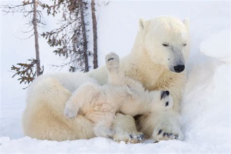 White Mountain Photography News International Polar Bear Day