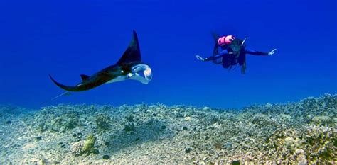 Diving On The Big Island Dive Spots Tours And Gear Rentals