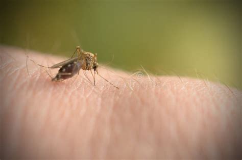 The Mosquito Bites Into The Arm And The Abdomen Is Filled With Blood
