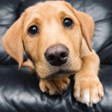 A Look At Those Big Brown Eyes Cute Puppies Dogs And Puppies
