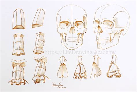 To draw a front facing nose, start by sketching a big guide circle in the center of your paper. How to Draw a Nose - Life Drawing Academy