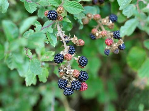 Tips And Information About Blackberries Gardening Know How