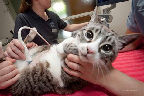 ____ krim ist eine halbinsel zwischen asowschem und schwarzem meer. Aortenthrombus bei der Katze | Definition, Ursachen ...
