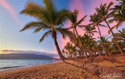 Sea Maui Island Great Sunsets Coast Aloha State Hawaje Palms