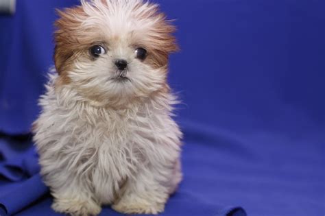 View Image 1 For Lovely Shih Tzu Puppies Available Edmonton