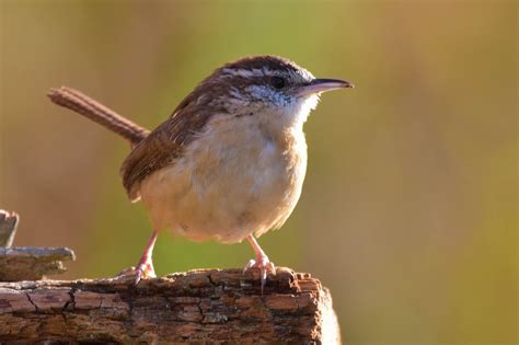 Common North Carolina Bird Species Birds You May See In Nc