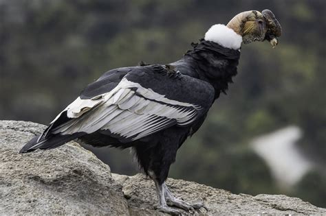 Andean Condor Condor Des Andes Vultur Gryphus Coraves Birding Tours