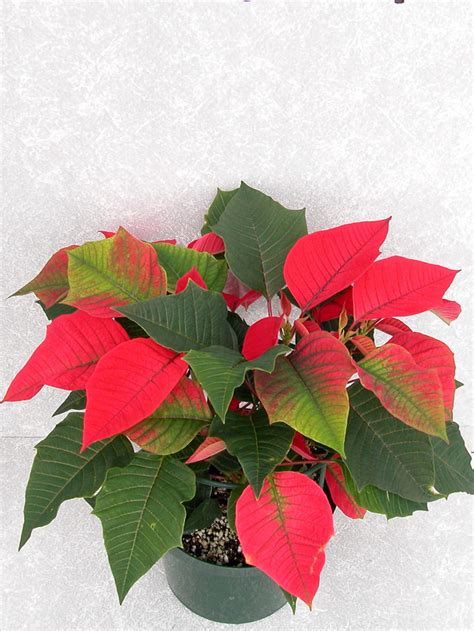 Orion 2004 Height Control Poinsettia Cultivation Commercial Floriculture Environmental