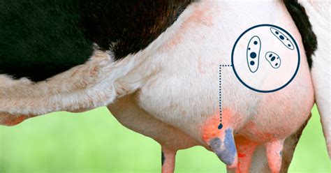 12 Fakten über Mastitis Mastitis And What To Do About It Christian Nordqvist Medical News