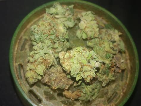 Weird weed? | Grasscity Forums - The #1 Marijuana Community Online