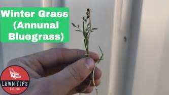 How To Get Rid Of Wintergrass Annual Bluegrass Poa Annua In Your Lawn