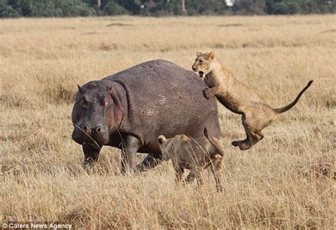 Defіапt Hippo Turns The Tables On Lion Pride Fending Off Four