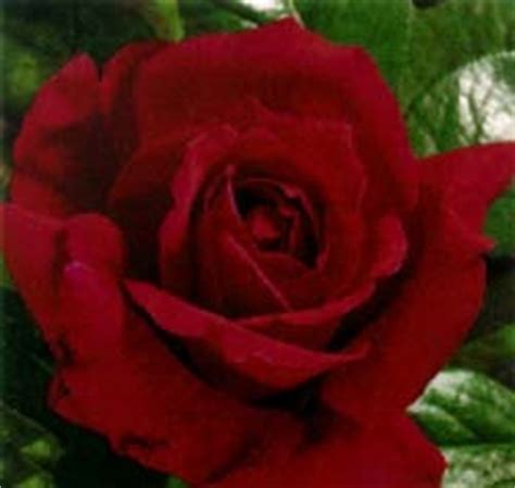 There are over three hundred species and tens of thousands of cultivars. Oklahoma - Red Roses