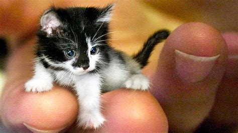 The Smallest Cats In The World 🐱 Youtube