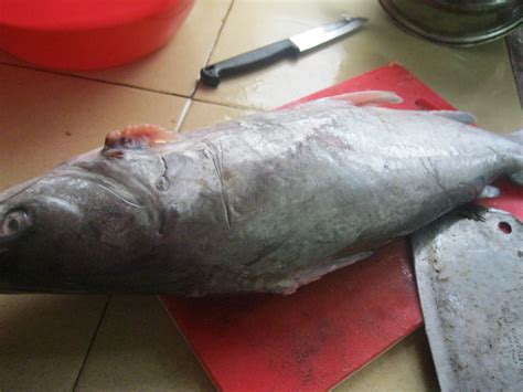 Jadi saya berfikir penting sekali untuk membuat artikel pencerahan tentang dua ikan tersebut. Gambar Kari Telur Ikan Duri Mayong Fiza Cooking Gambar di ...