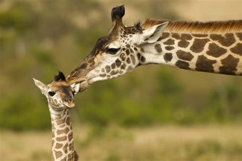 Baby Giraffe 22 Facts About Birth Weight Height And Size