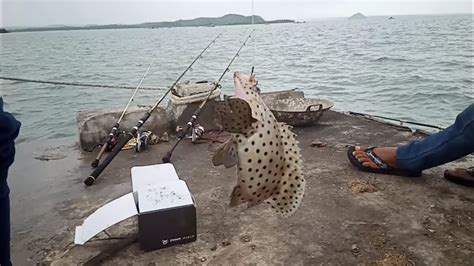 Seperti dilaporkan bloomberg.com, seekor tuna sirip biru seberat 278 kilogram dijual dengan harga 333,6 juta yen alias setara us$ 3,1 juta di pasar ikan tokyo, akhir pekan ini. strike perdana ikan paling mahal di dunia kerapu nepaleons ...