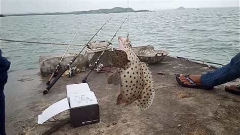 Untuk itu, setidaknya ikan ini membutuhkan akuarium yang begitu. strike perdana ikan paling mahal di dunia kerapu nepaleons ...