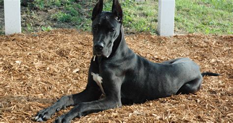 Top 10 Guard Dog Breeds The Best Watchdogs For Protection