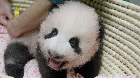 Saihin Bayi Panda Yang Baru Lahir Di Kebun Binatang Wakayama Berita