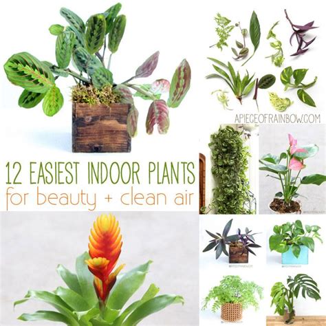 12 Easiest Indoor Plants To Grow Not Only Are They Beautiful They
