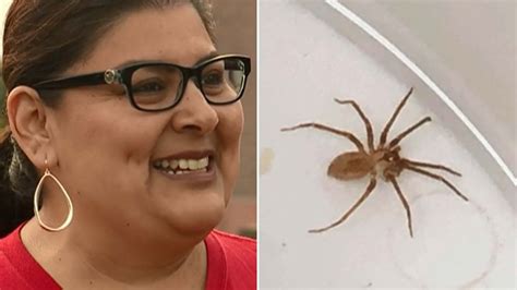 Highly Venomous Spider Found In Womans Ear Youtube