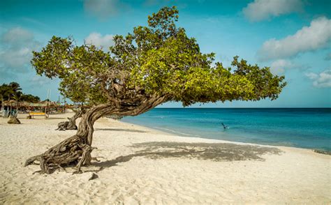 Divi Divi Tree On Eagle Beach Aruba Stock Photo Download Image Now
