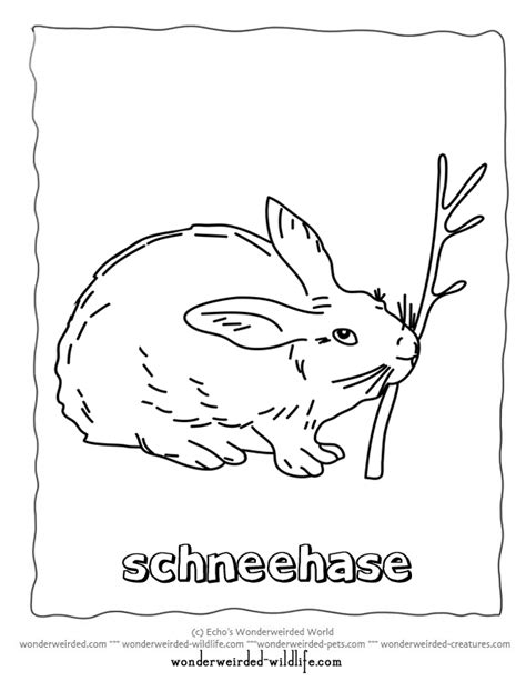 Printable Hare Coloring Pagesarctic Hare Coloring Page