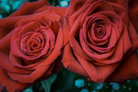 Rose Petal Affection Free Photo On Pixabay Pixabay